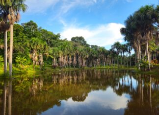 Amazonka w Peru: Puerto Maldonado czy Iquitos? Który rejon dżungli wybrać na safari? Spokojne jezioro otoczone palmami amazońskiej dżungli w Puerto Maldonado