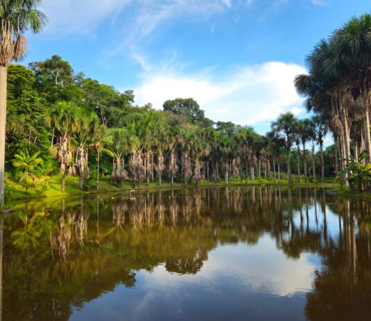 Amazonka w Peru: Puerto Maldonado czy Iquitos? Który rejon dżungli wybrać na safari? Spokojne jezioro otoczone palmami amazońskiej dżungli w Puerto Maldonado